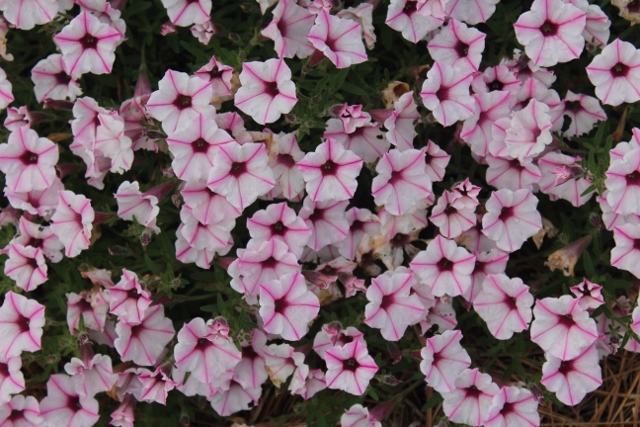 Supertunia Mini Vista Pink Starjpg